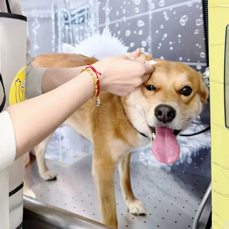 棕白色犬站在洗护台上，有人用手轻触它的头顶