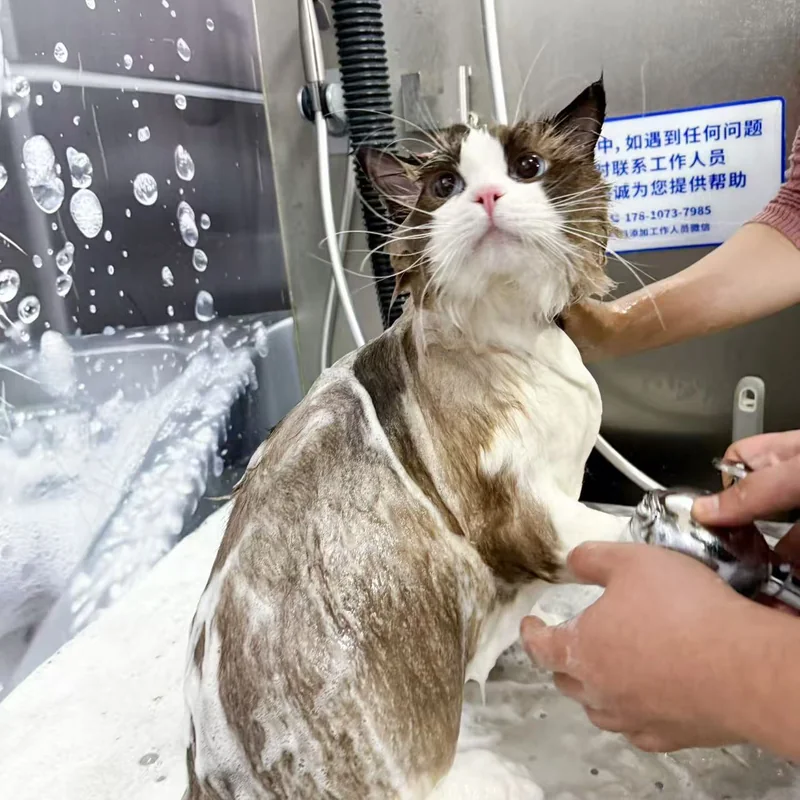 有人在洗护台上为一只棕白长毛猫冲洗身体