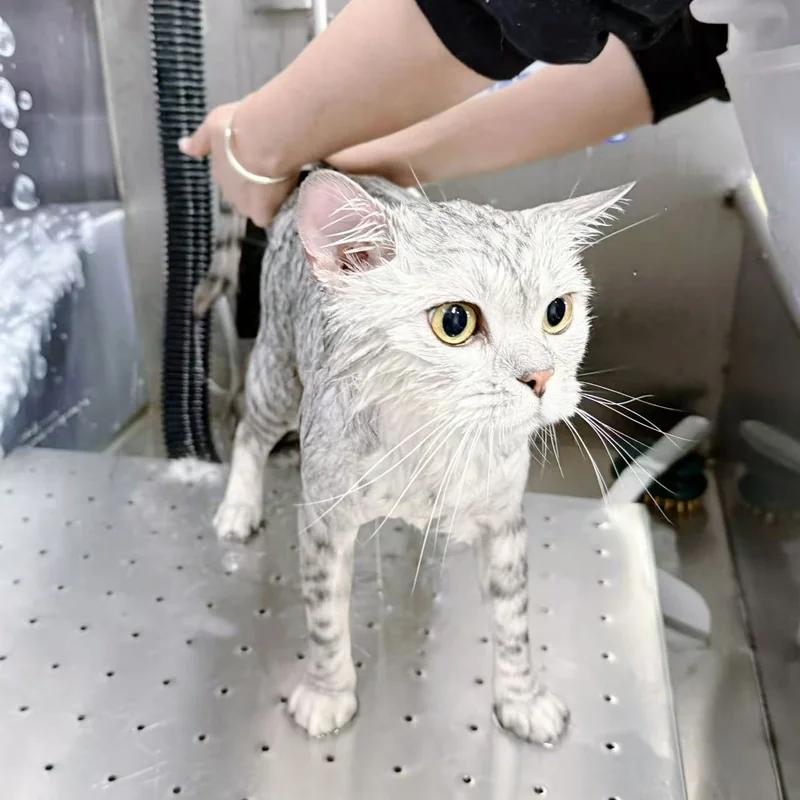 浅色猫站在洗护台上，旁边有人手持花洒